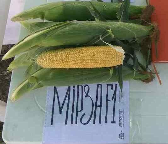 Кукурудза Мірза F--зображення_2