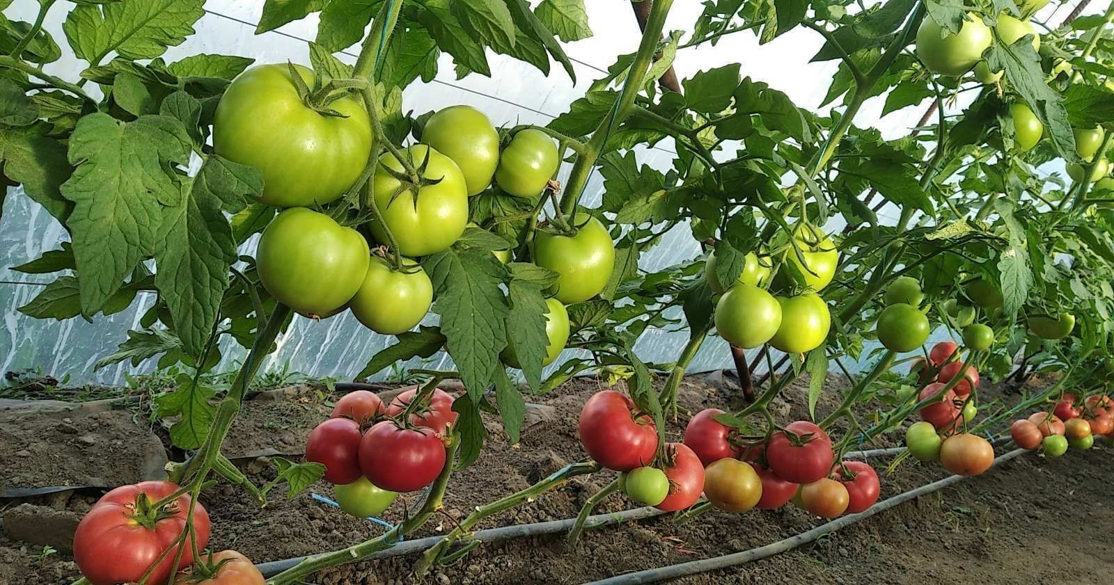 Томат TL 30002 F--зображення_2