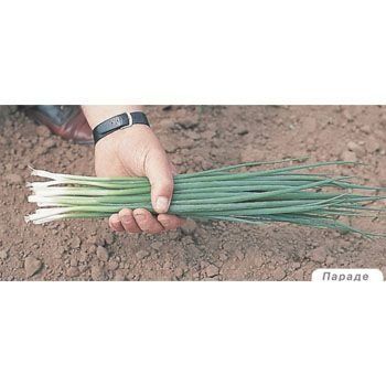 Цибуля на перо Параде--зображення_9