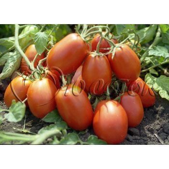 Томат Ріо Гранде Lark Seeds--зображення_5