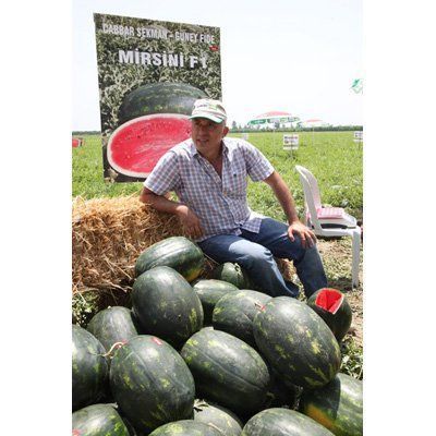 Кавун Мірсіні F--зображення_5