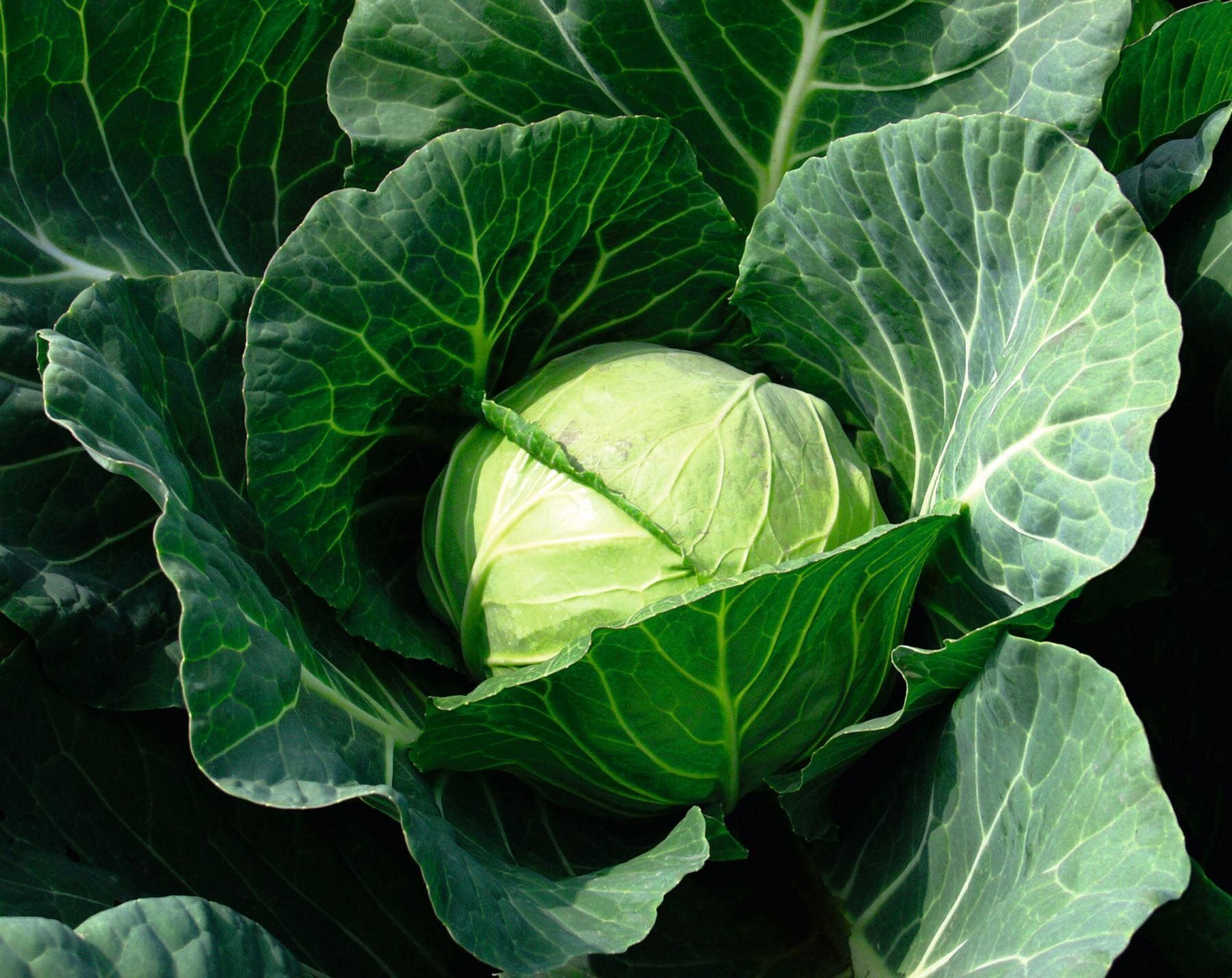 Капуста Камбрія F1-