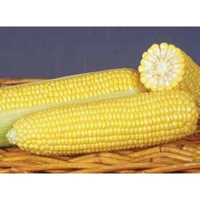 Кукурудза GSS 8529 F1-