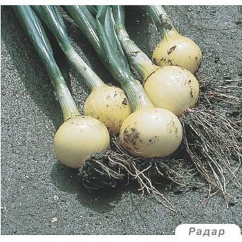 Підзимня цибуля Радар-