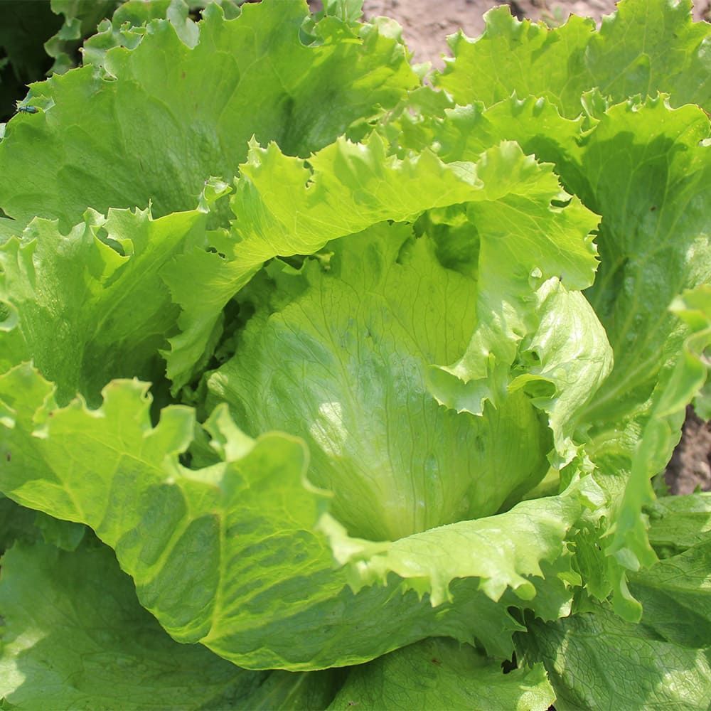Салат Карат (PL 6056)-