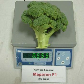Броколі Маратон F1-