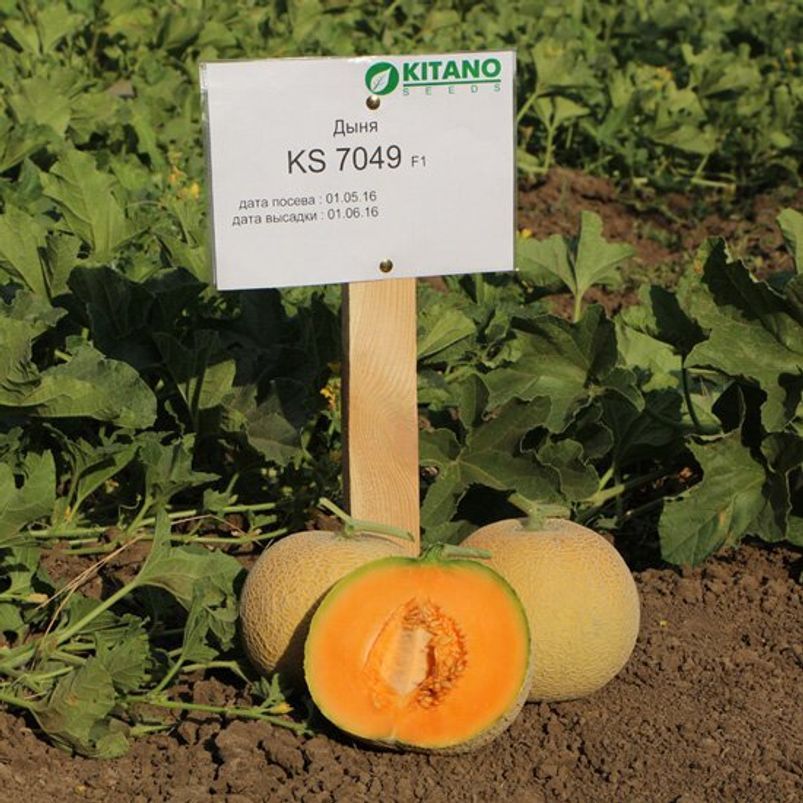 Диня KS 7049 F-