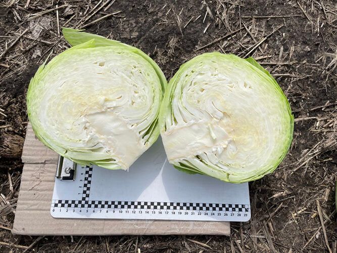 Капуста Орегон F--зображення_3