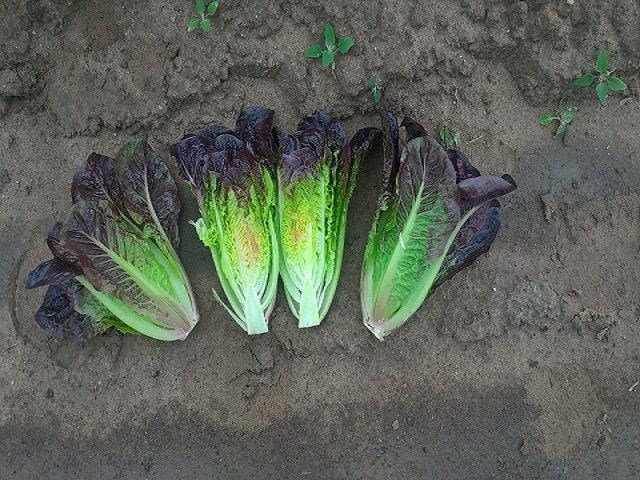 Салат Фарамір--зображення_2