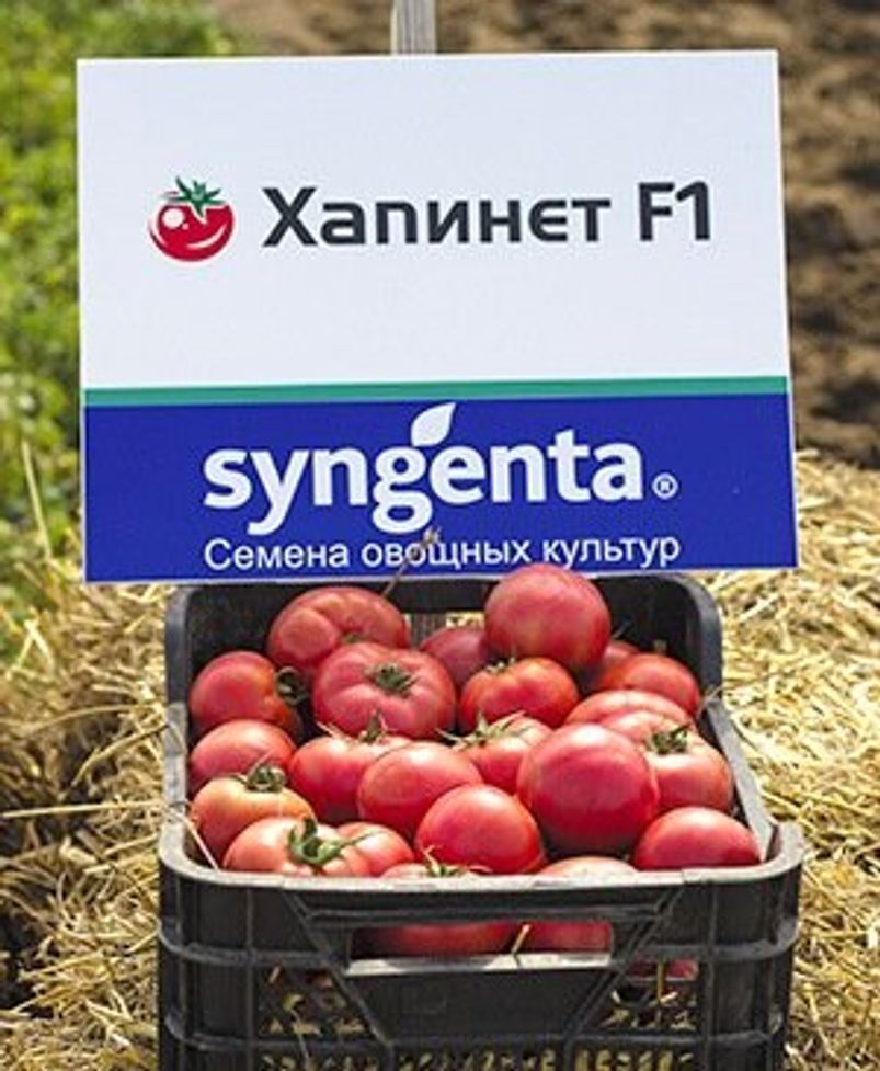 Томат Хапінет F-