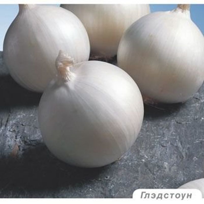 Біла цибуля Гледстоун-
