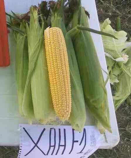 Кукурудза Хан F--зображення_2