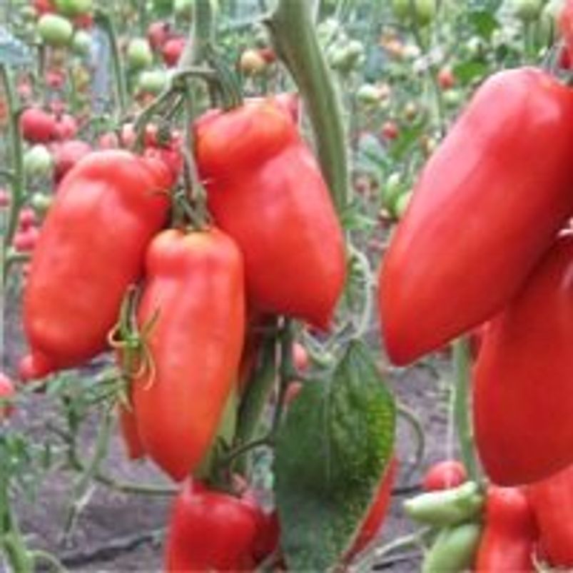 Томат Корнабель F