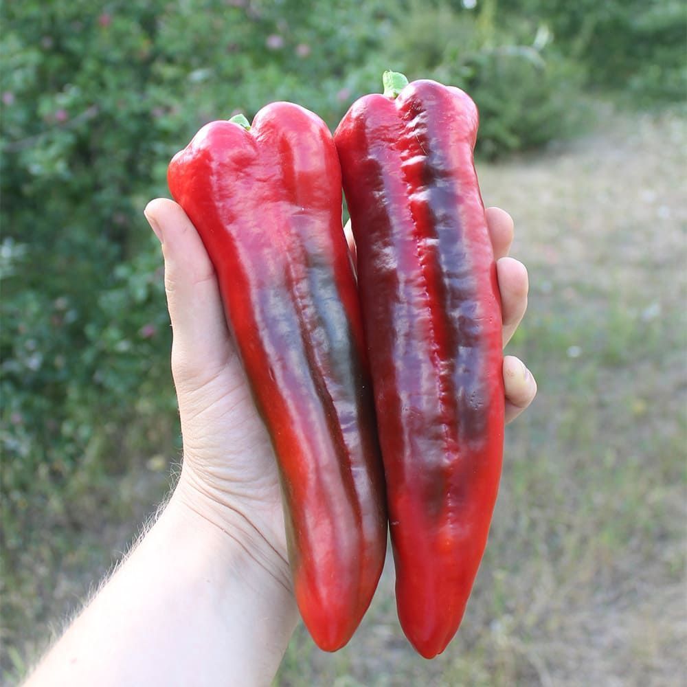 Перець PL 6726-