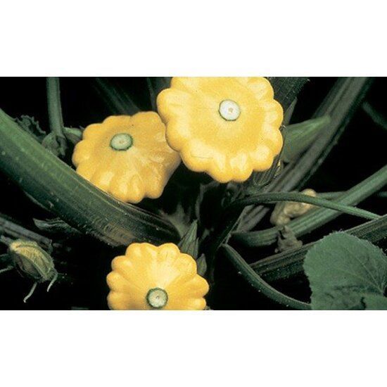 Патисон Санбурст F1-