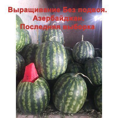 Кавун Мірсіні F--зображення_11