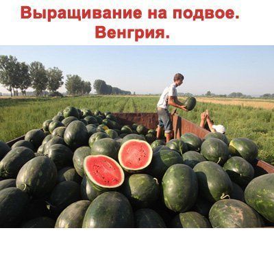 Кавун Мірсіні F--зображення_8
