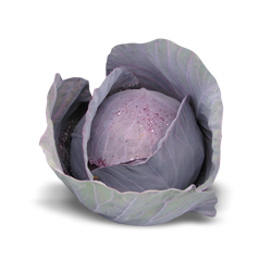 Капуста Рондале F1-