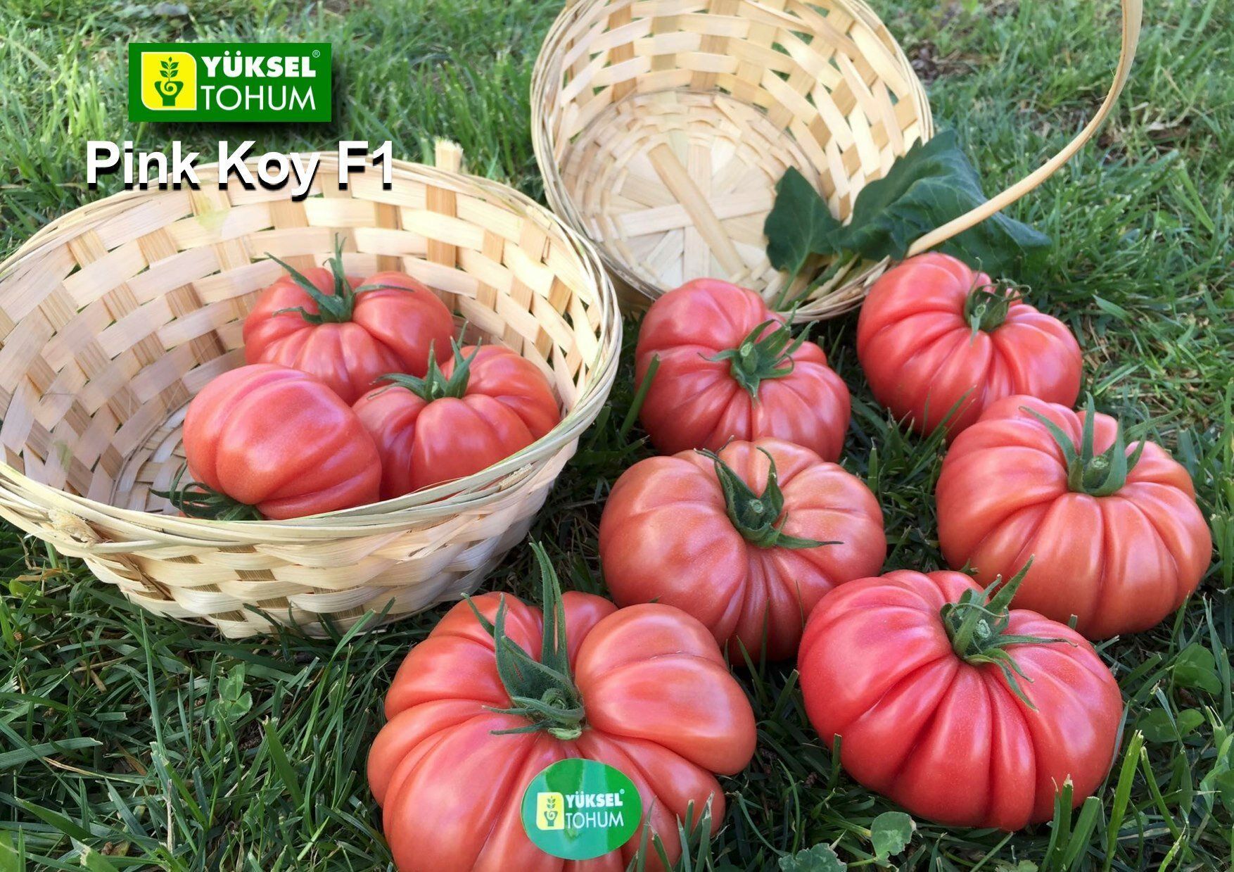 Томат Пінк Кой F--зображення_5