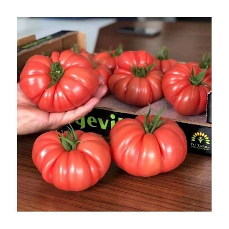 Томат Пінк Кой F--зображення_4