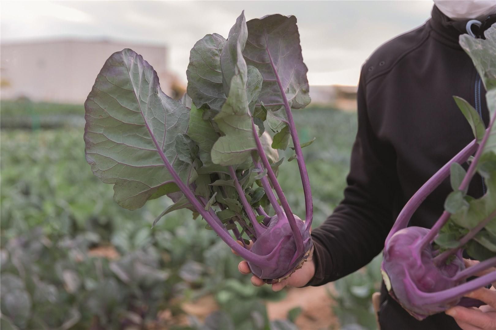Кольрабі Констанс F1--зображення_2