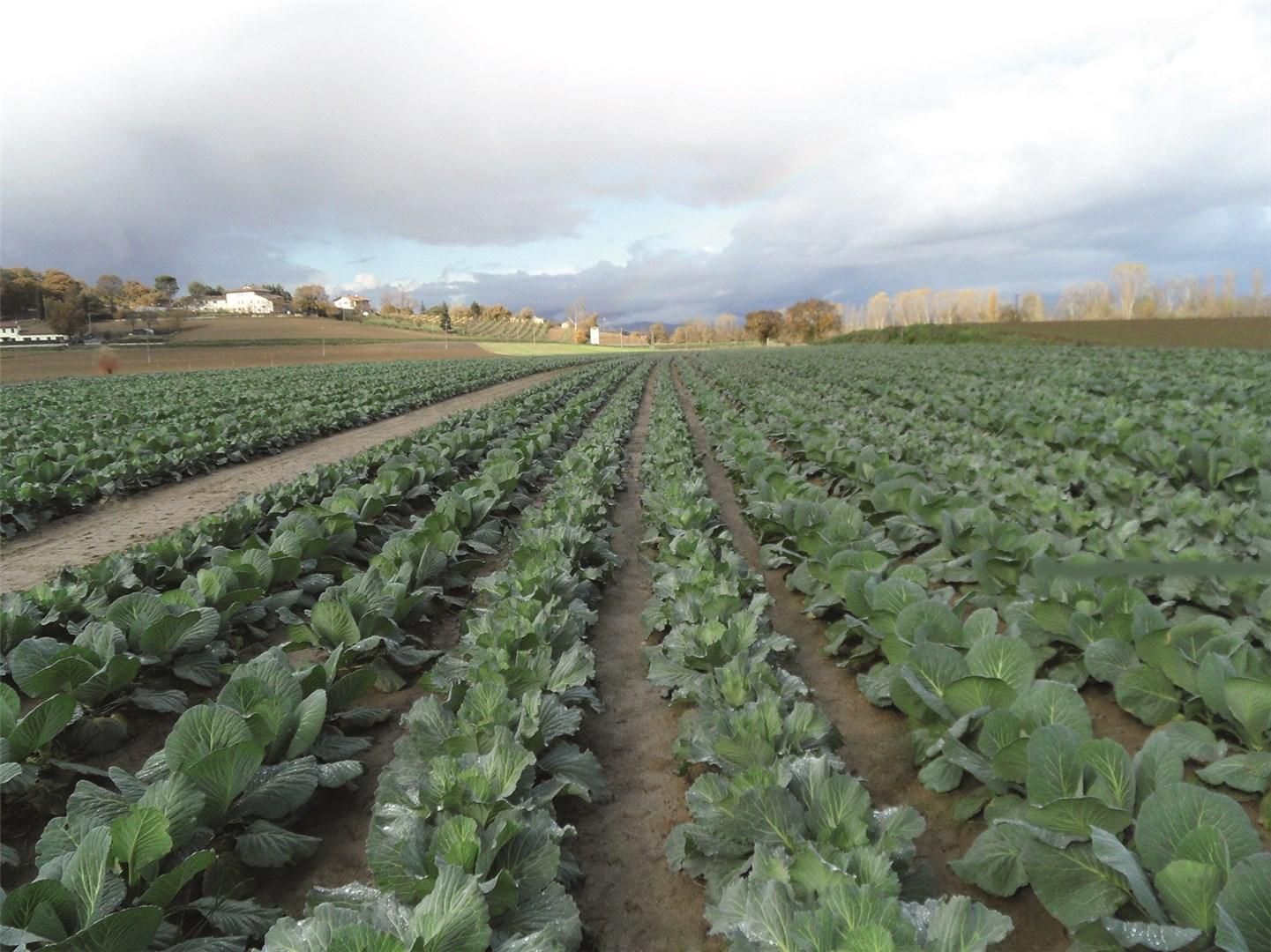Капуста Леннокс F1--зображення_3