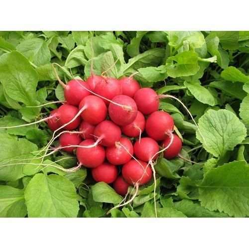 Редис Сора--зображення_3