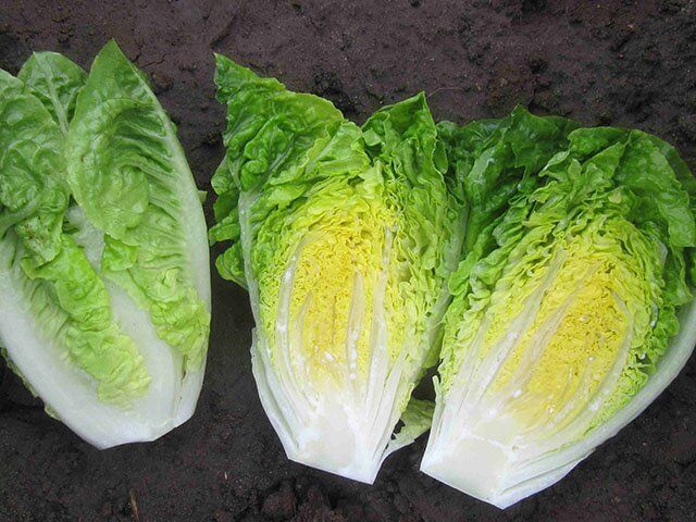 Салат Ксамена-