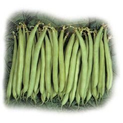 Спаржева квасоля Нагано--зображення_1