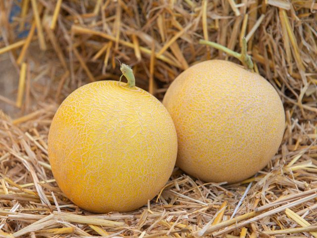 Диня Романостар F1 E25G.00709 F1-