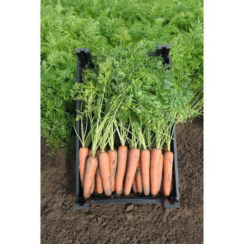 Морква Ніагара F1 100 тис. насіння 1,6-1,8--зображення_2
