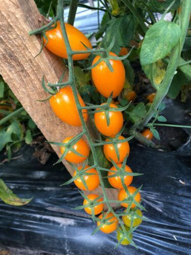 Томат Мінікін F1-