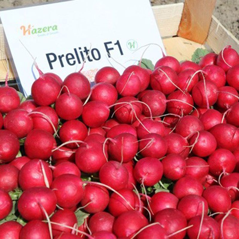 Редис Преліто F1--зображення_2