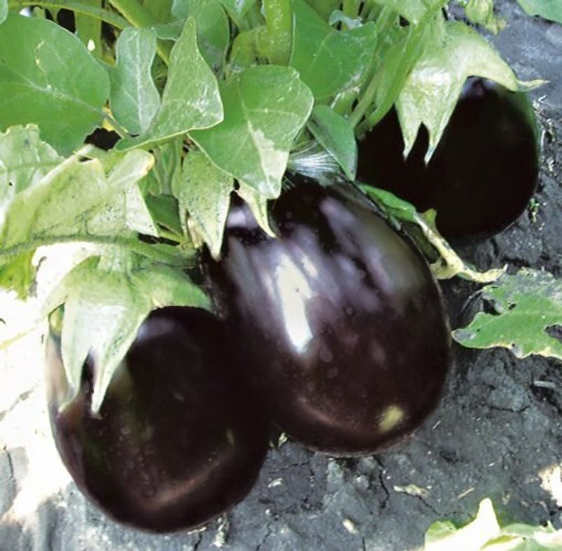 Баклажан Чемодан F--зображення_1
