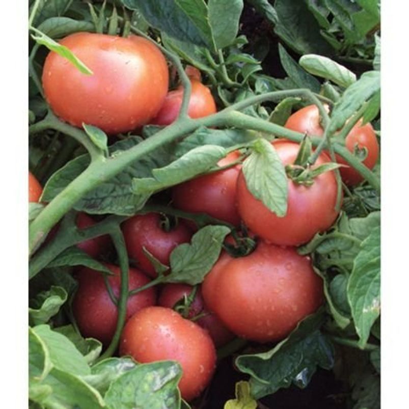 Томат Пінк Світнес F-