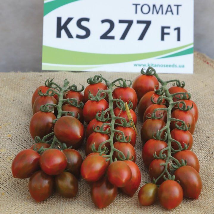 Томат KS 277 F--зображення_2
