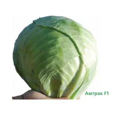 Капуста Амтрак F--зображення_5