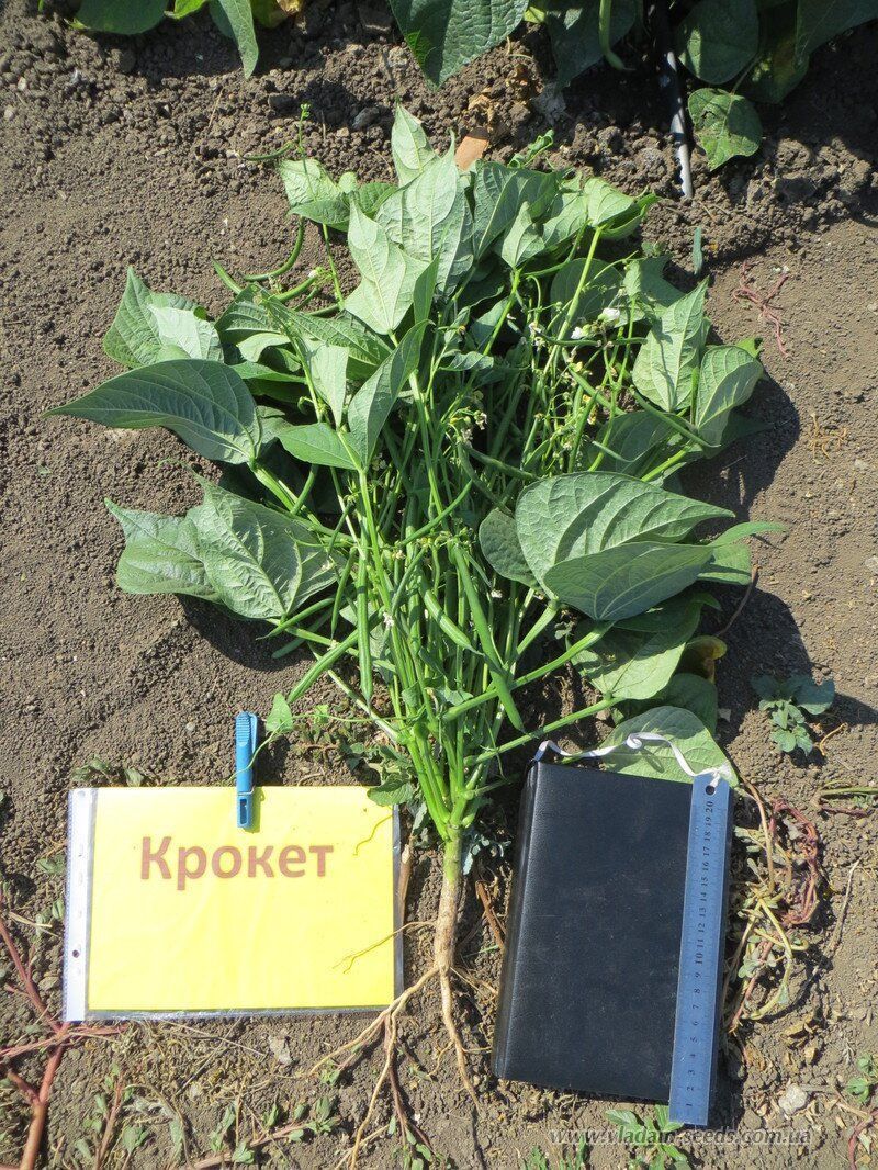 Спаржева квасоля Крокет--зображення_5